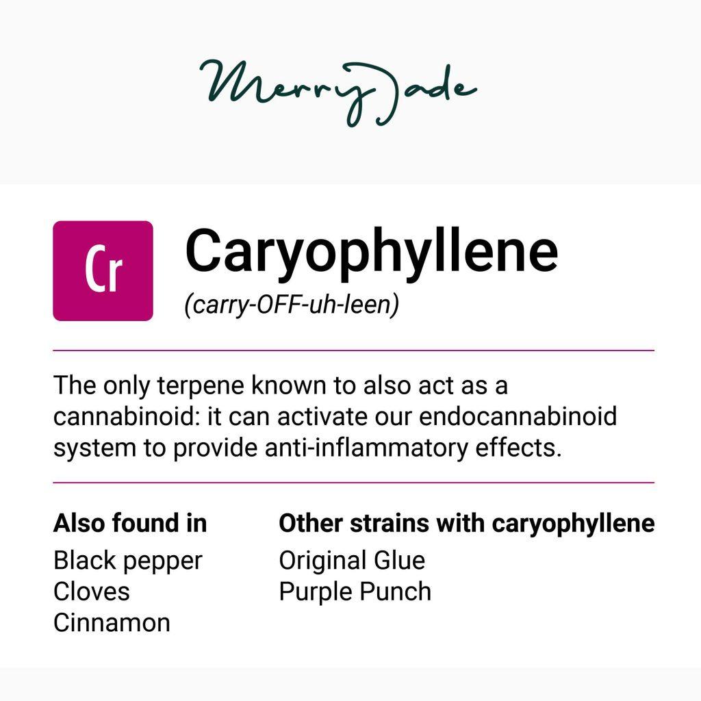 cannabis terpene caryophyllene 1