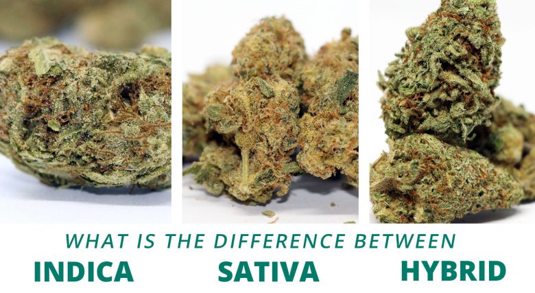 what is the difference between indica sativa and hybrid cannabis