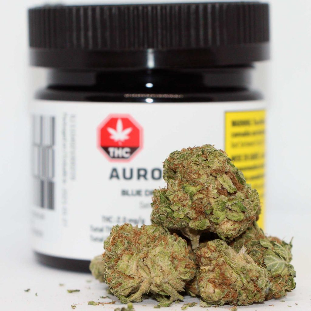 aurora cannabis blue dream review and photos sativa 2