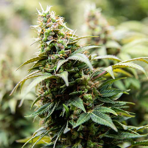 top cannabis and marijuana strains