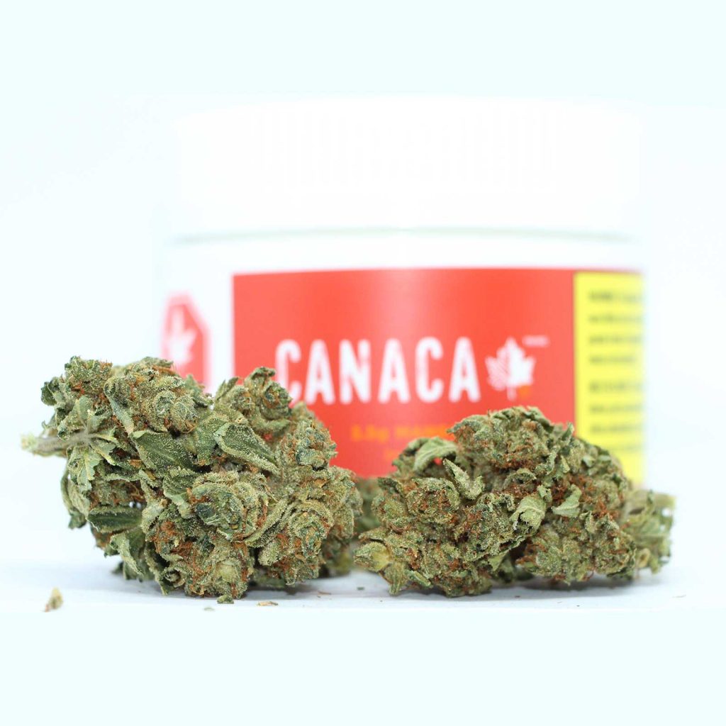 canaca mango review cannabis photos 2 cannibros