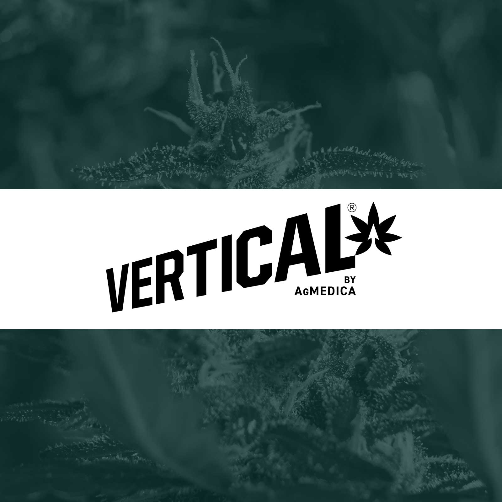 Vertical Cannabis