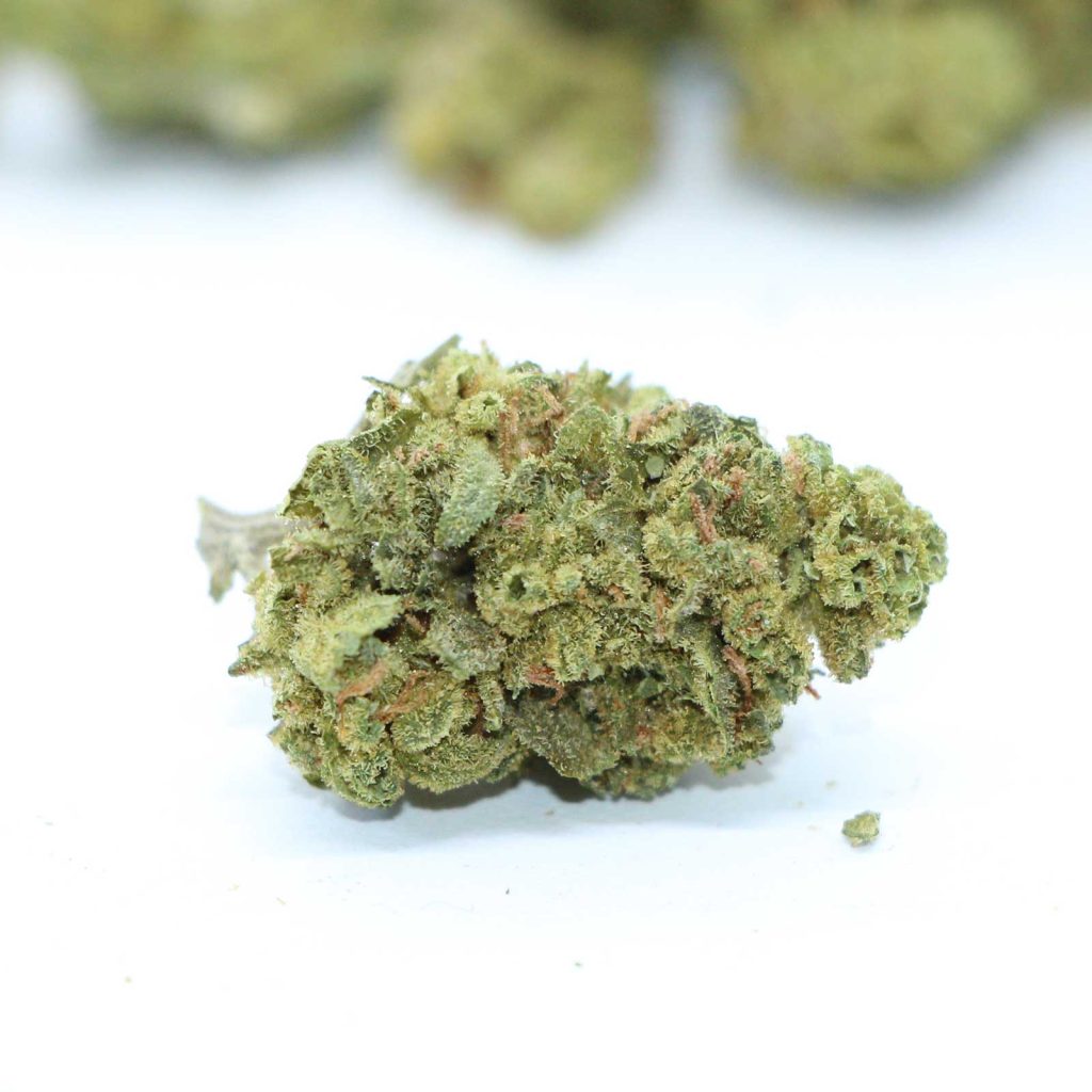 bingo sativa review cannabis photos 4 merry jade