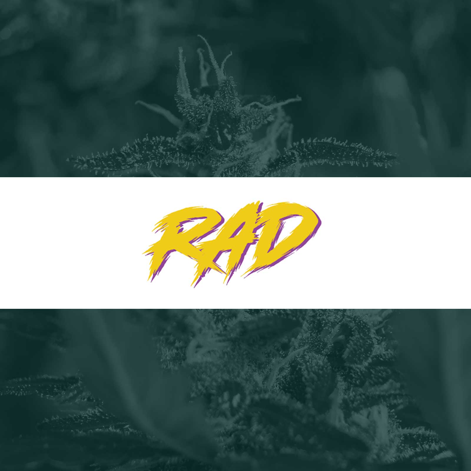 RAD (Really Awesome Dope)