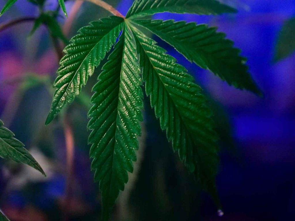 The Role of Leaves in the Growth and Development of the Cannabis Plant