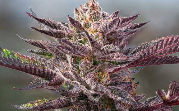 Three Potent Cannabis Strains Over 25 THC