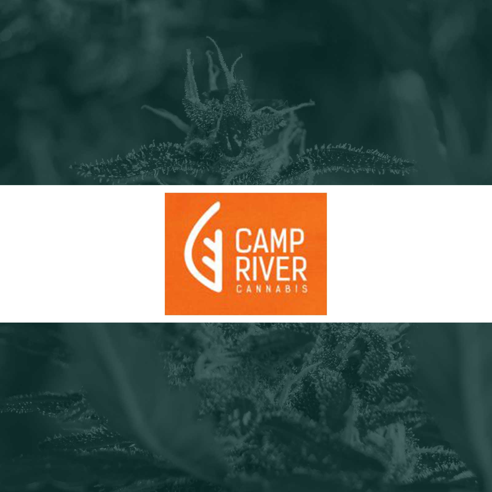 Camp River Cannabis