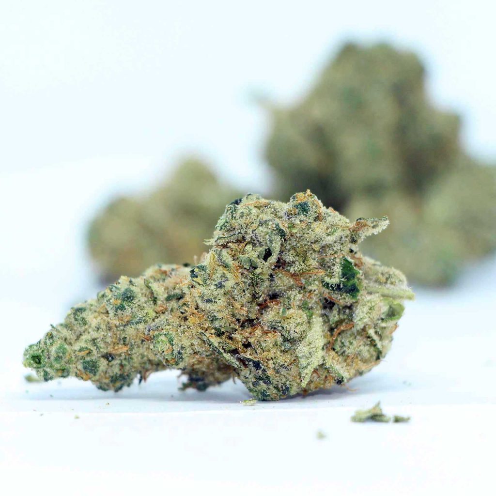 gmo cookies cannabis strain high potency weed