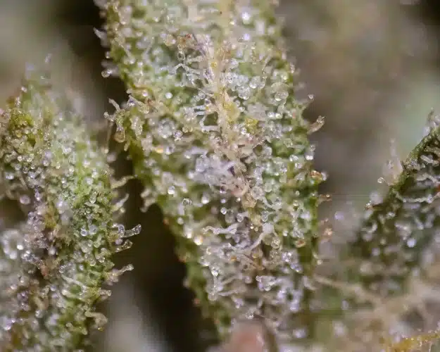What are trichomes