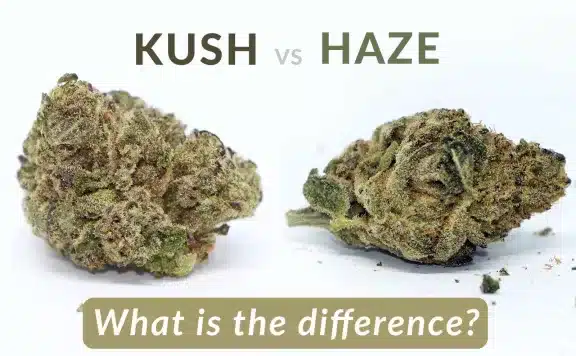 what is the difference between kush and haze strains