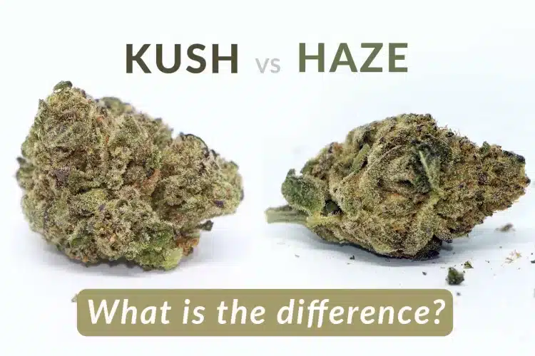 what is the difference between kush and haze strains
