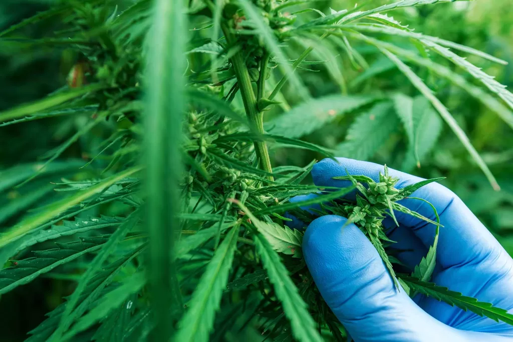 How to Identify Seedless vs Seedy Cannabis