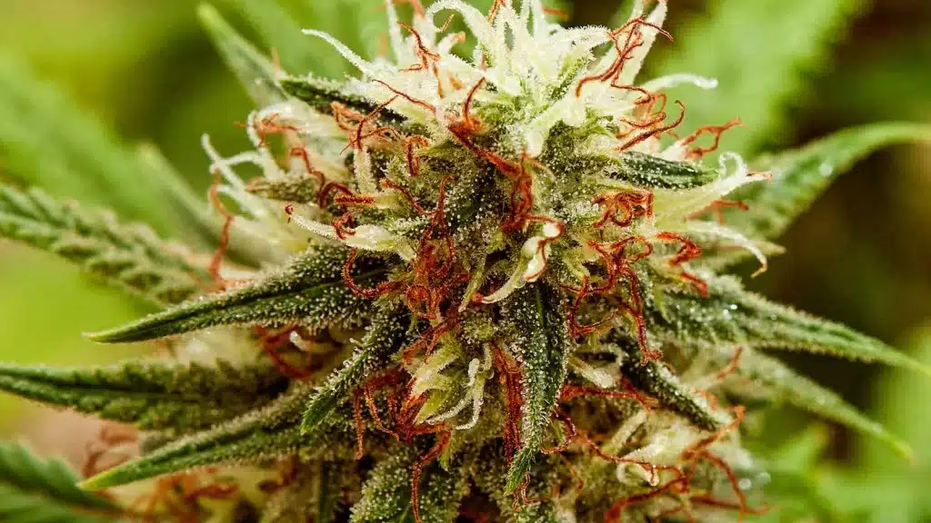 Identifying Pistils in Cannabis