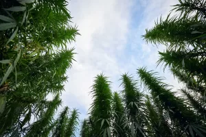 What Countries Grow the Best Cannabis