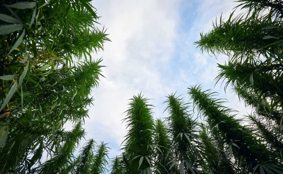 What Countries Grow the Best Cannabis