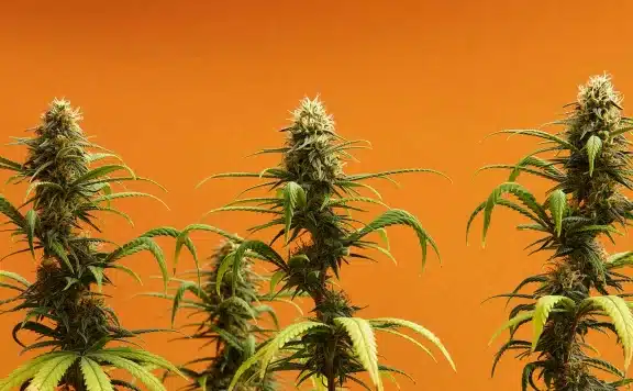 Fan Leaf vs Sugar Leaf Understanding the Differences in Cannabis Plants