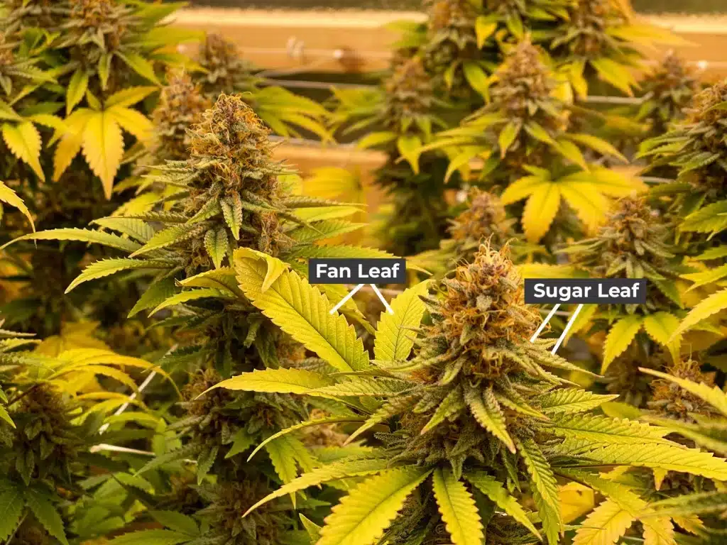 difference between fan leaf vs sugar leaf cannabis