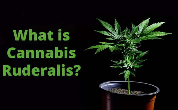 What is Cannabis Ruderalis