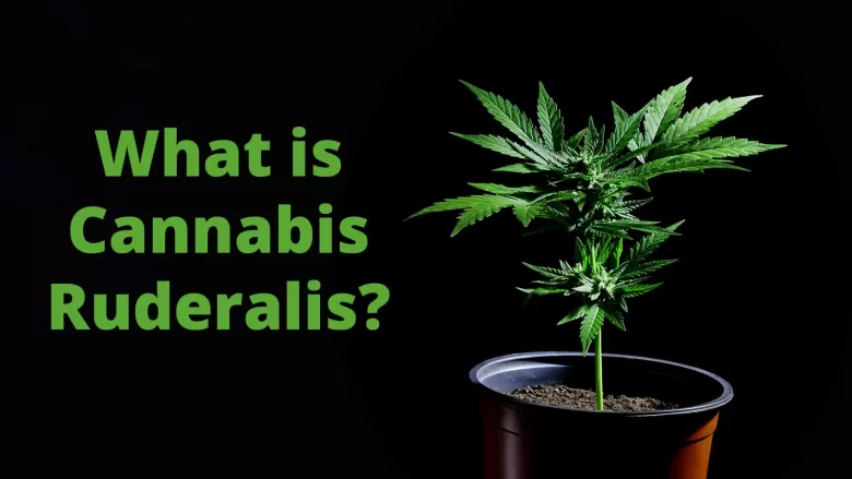 What is Cannabis Ruderalis