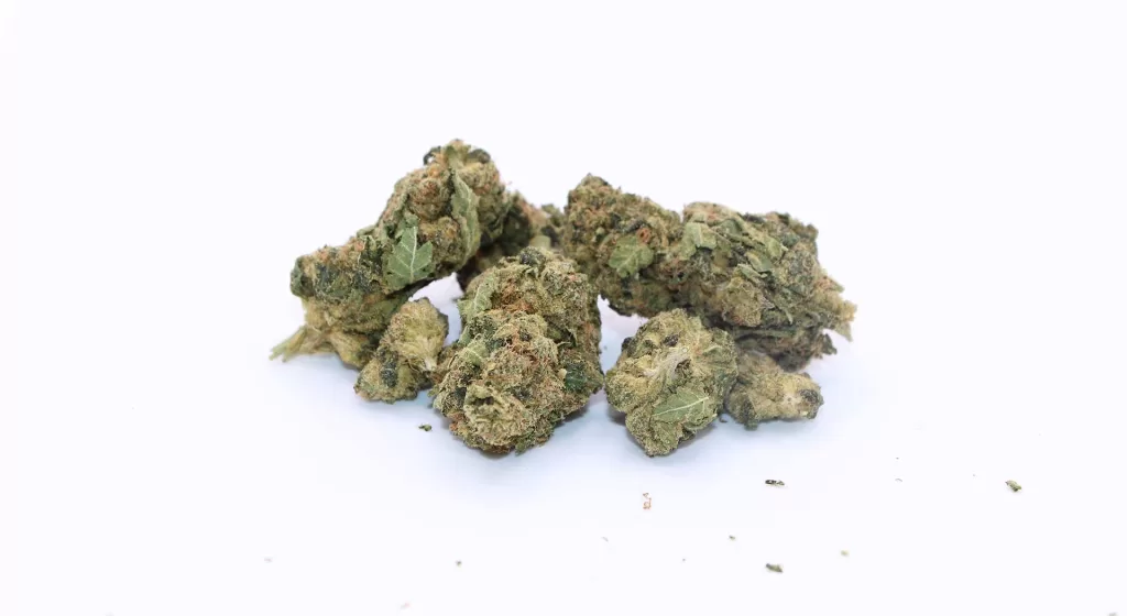 versus bc purple kush review cannabis photos 7 merry jade