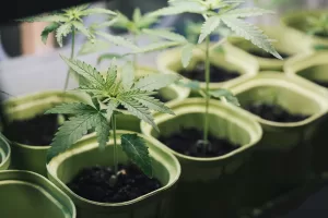 What Are The Easiest Weed Strains to Grow at Home